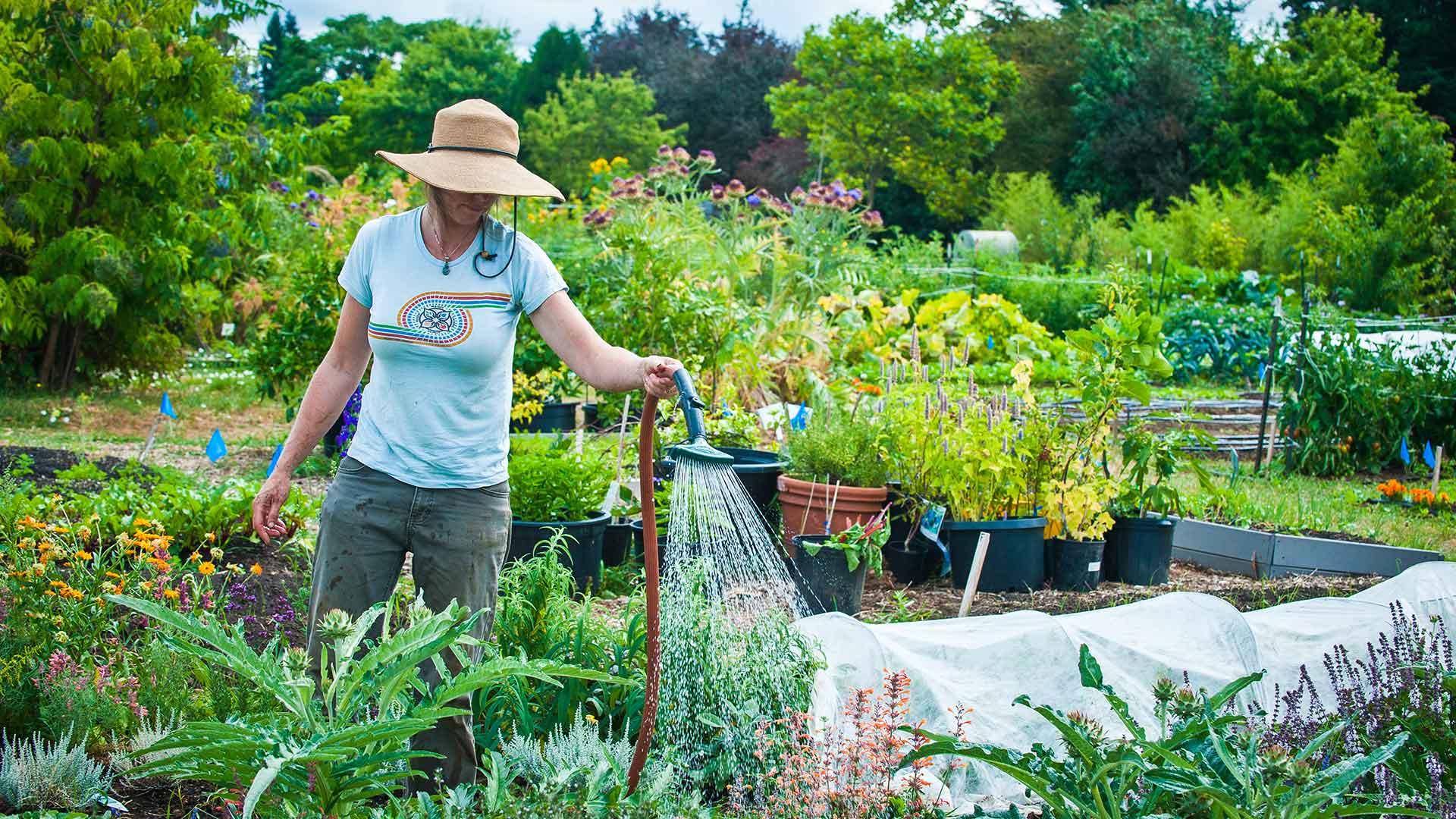 A woman wearing barrier lotion and a sun hat watering plants and tending to her garden
